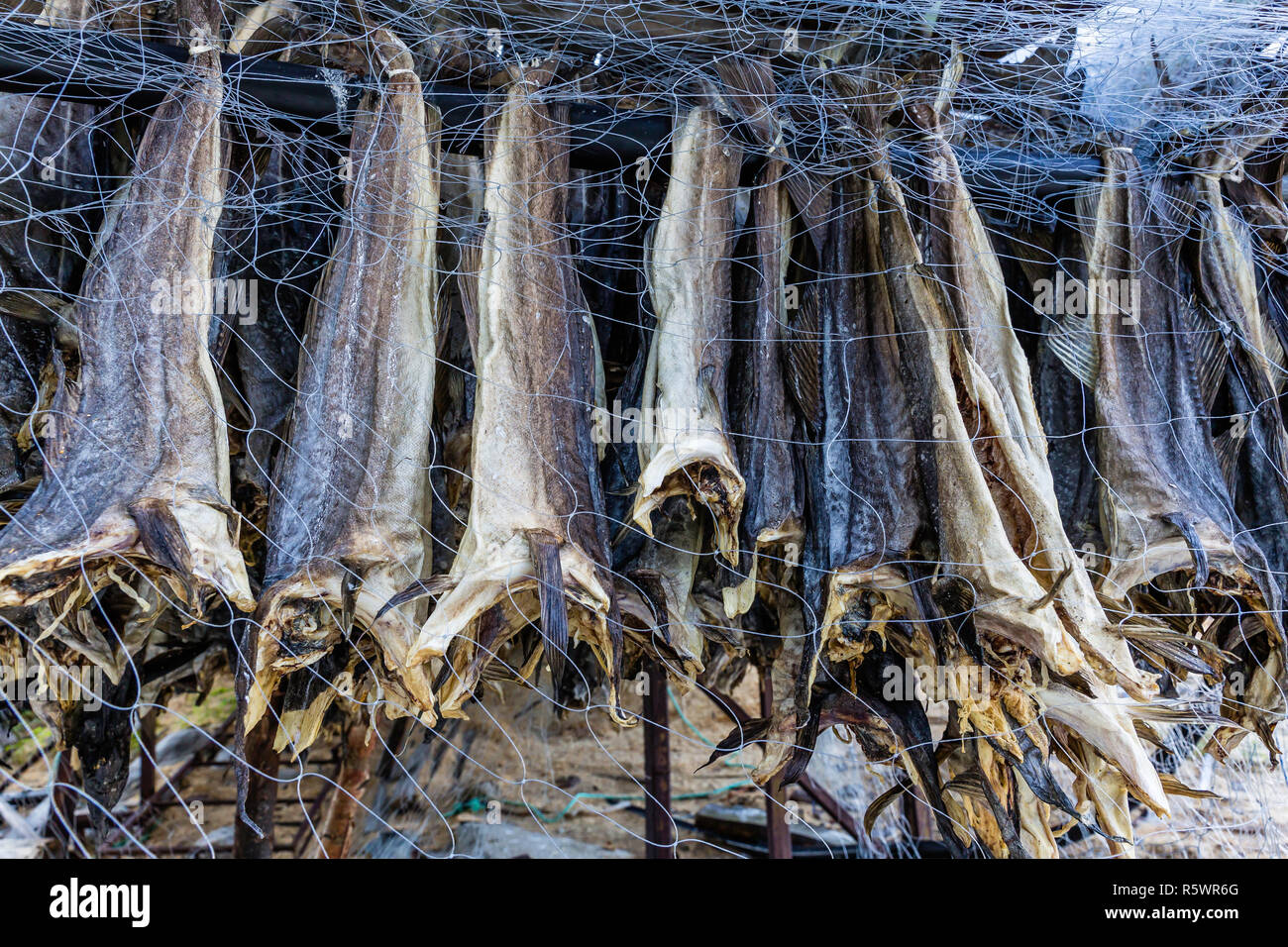 Méthode Sami pour sécher le poisson dans Hellmebotyn, Tysfjord, la Norvège. Banque D'Images