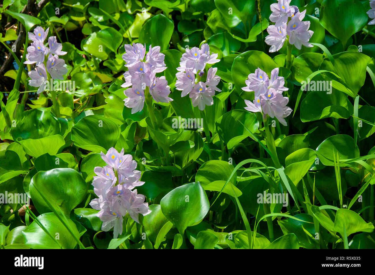 Eichhornia crassipes ou conjoint de la jacinthe d'eau est la croissance rapide des espèces envahissantes de plantes aquatiques flottantes denses formant des tapis flottants. Vietnam Banque D'Images