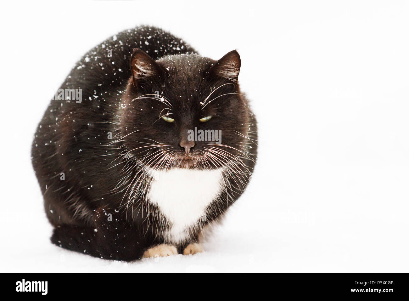 Chat noir blanc hiver avec moustache assis dans la neige Banque D'Images