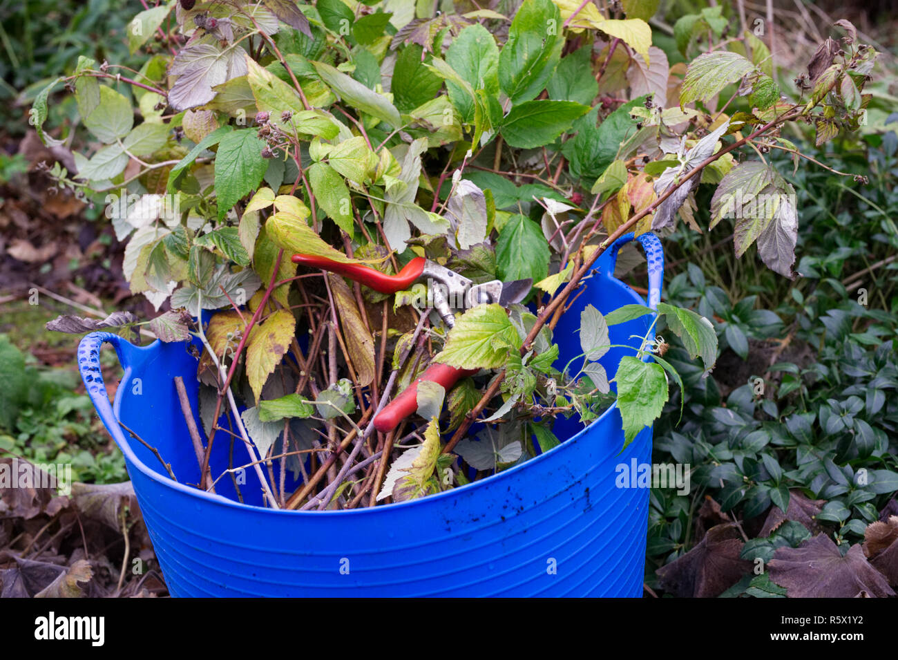 Coupe à fruits d'automne les framboises. Banque D'Images