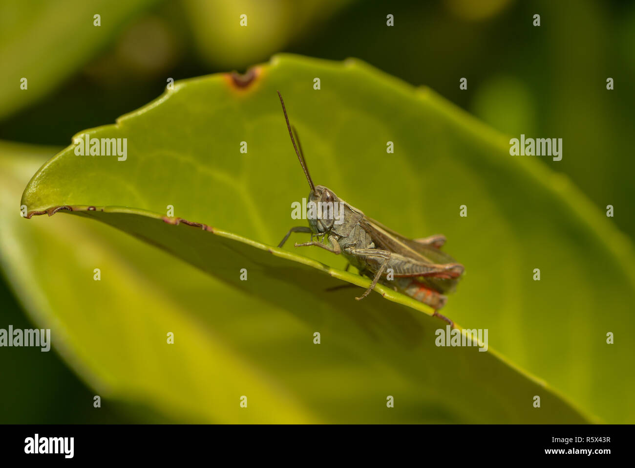 Nightingale grasshopper se trouve sur une feuille Banque D'Images