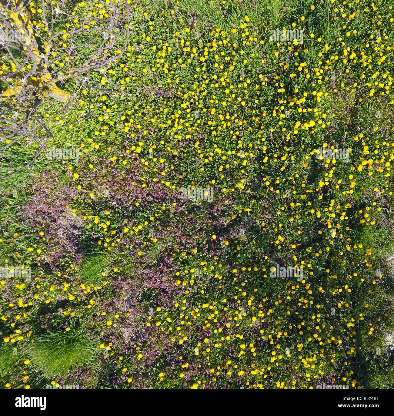 Vue de dessus d'une fleur dans le jardin de compensation. Le pissenlit est fleurs jaunes et d'autres fleurs Banque D'Images