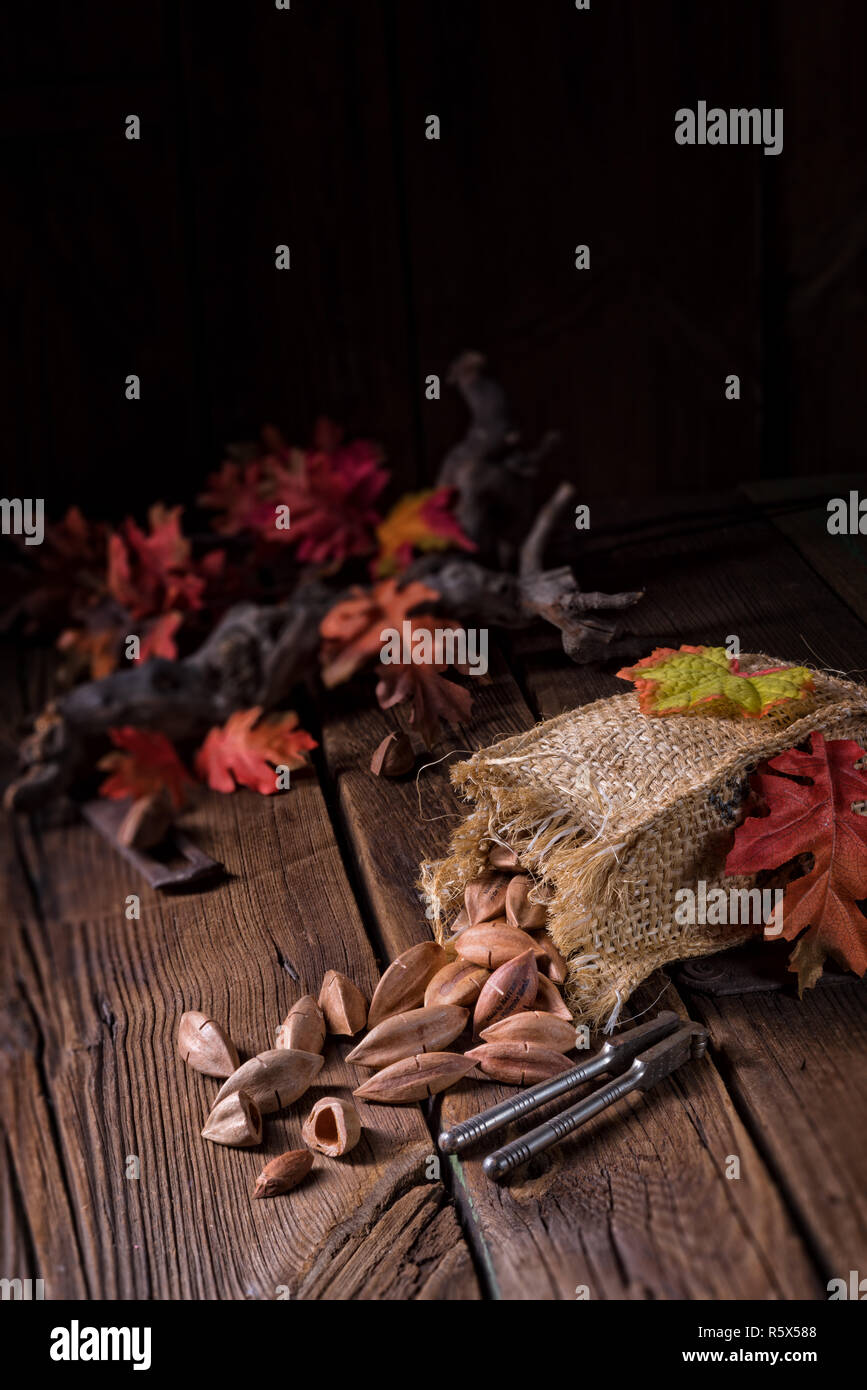 Canarium ovatum,communément appelée pili est une espèce d'arbre tropical Banque D'Images