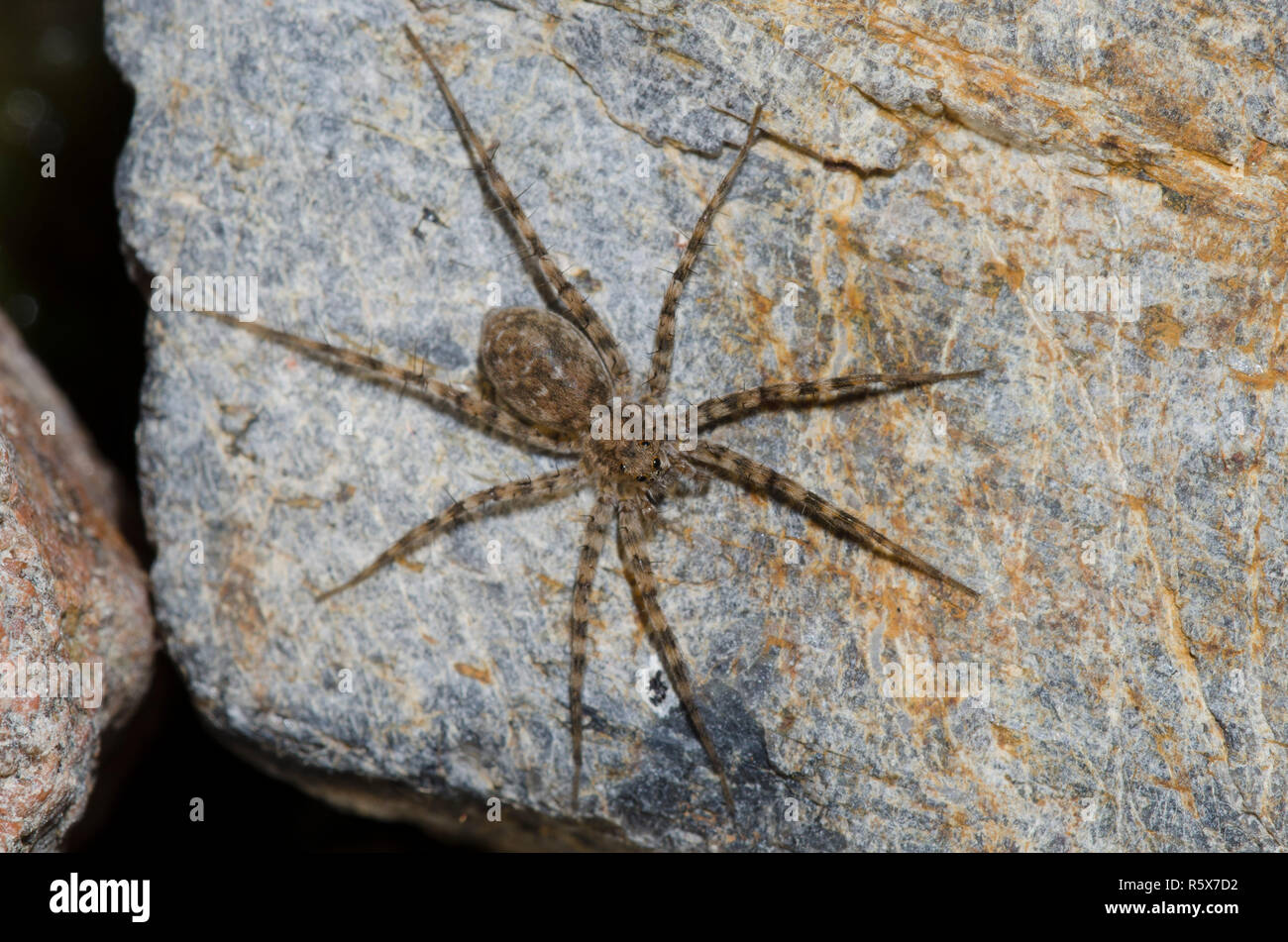 Thinlegged Wolf Spider, Pardosa sp. Banque D'Images
