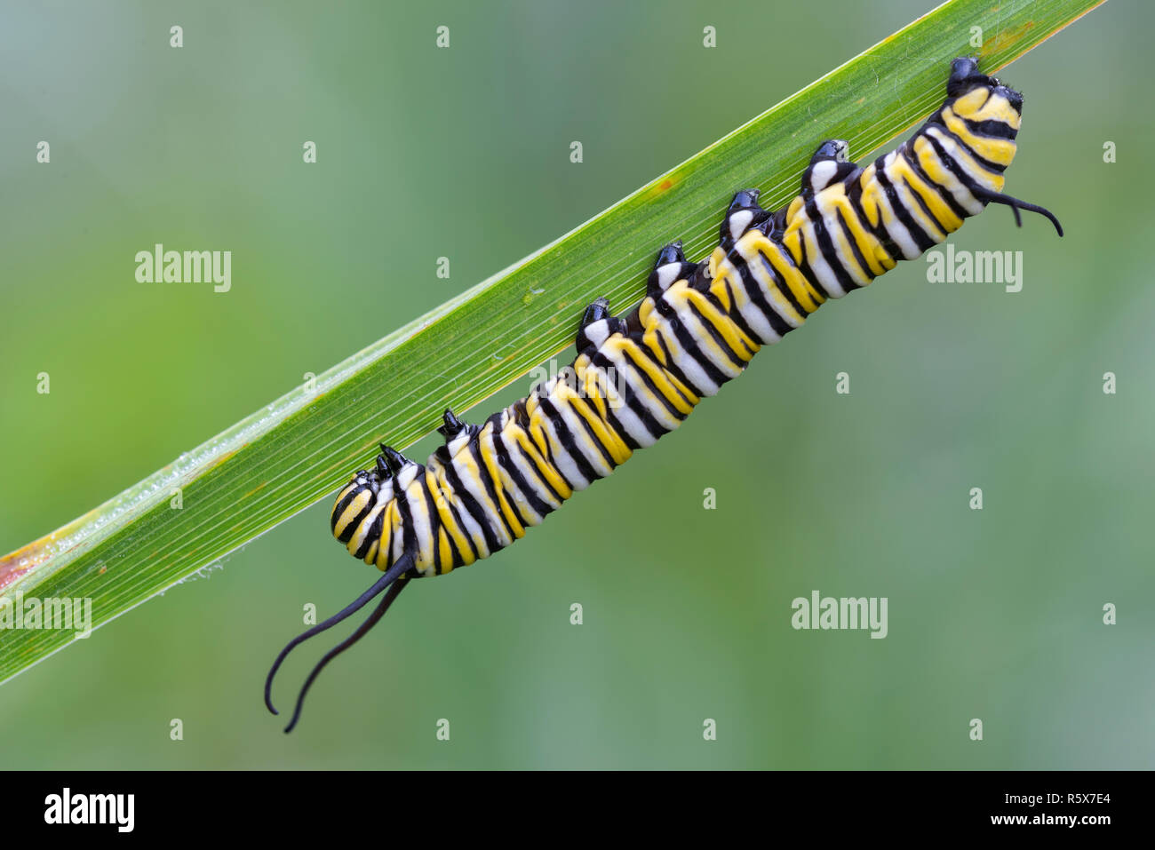 La chenille du papillon monarque (Danaus plexippus), début août, MN, USA, par Dominique Braud/Dembinsky Assoc Photo Banque D'Images