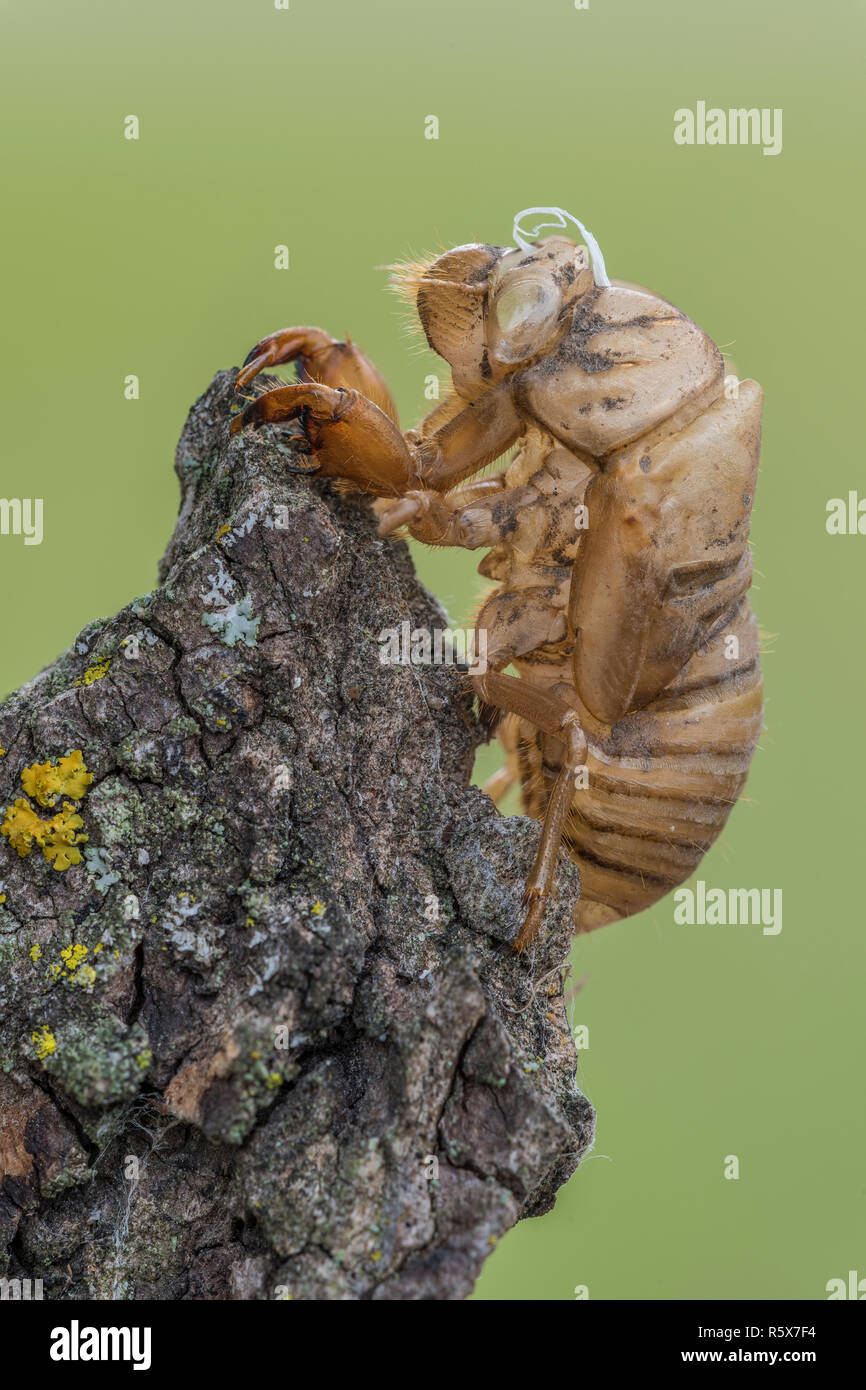 La peau de Cigale annuel vide, chrysalide, fraîchement émergées, Août, MN, USA, par DominiqueBraud/Dembinsky Assoc Photo Banque D'Images
