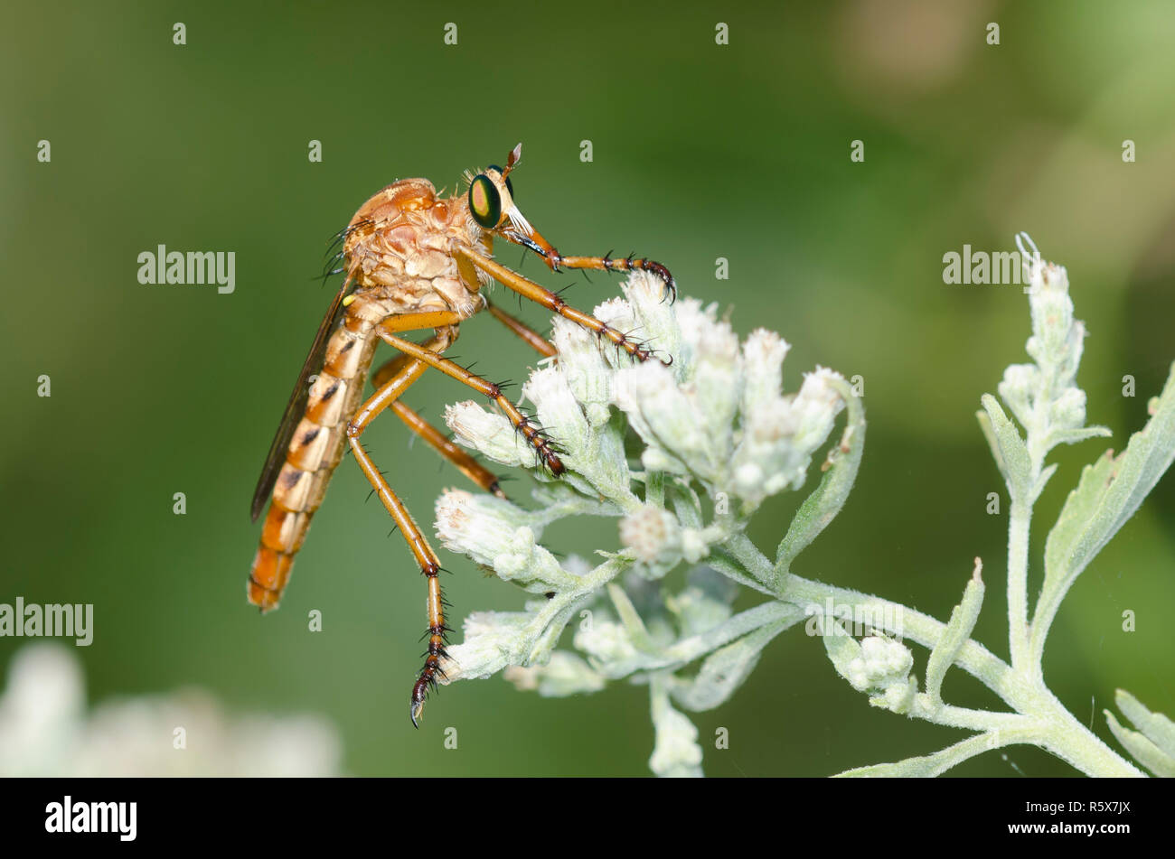 Robber Fly, Diogmites sp., perché sur Lateflowering thoroughwort Conoclinium serotinum, Banque D'Images