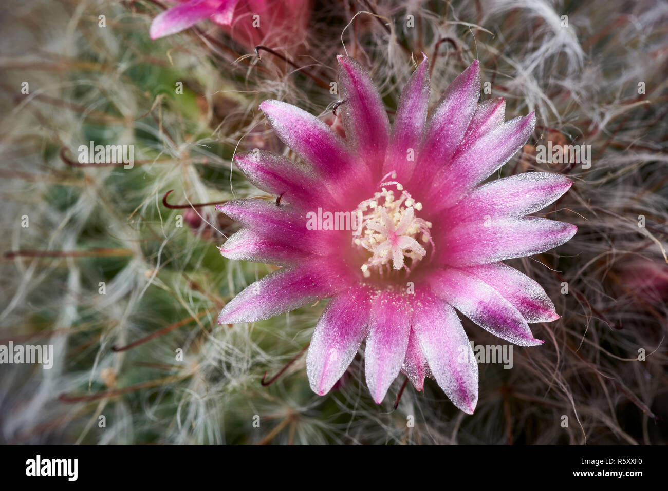 Mammillia hahniana Banque D'Images