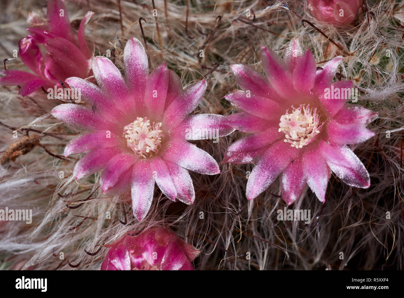 Macro image de Mammillaria hahniana fleur. Banque D'Images