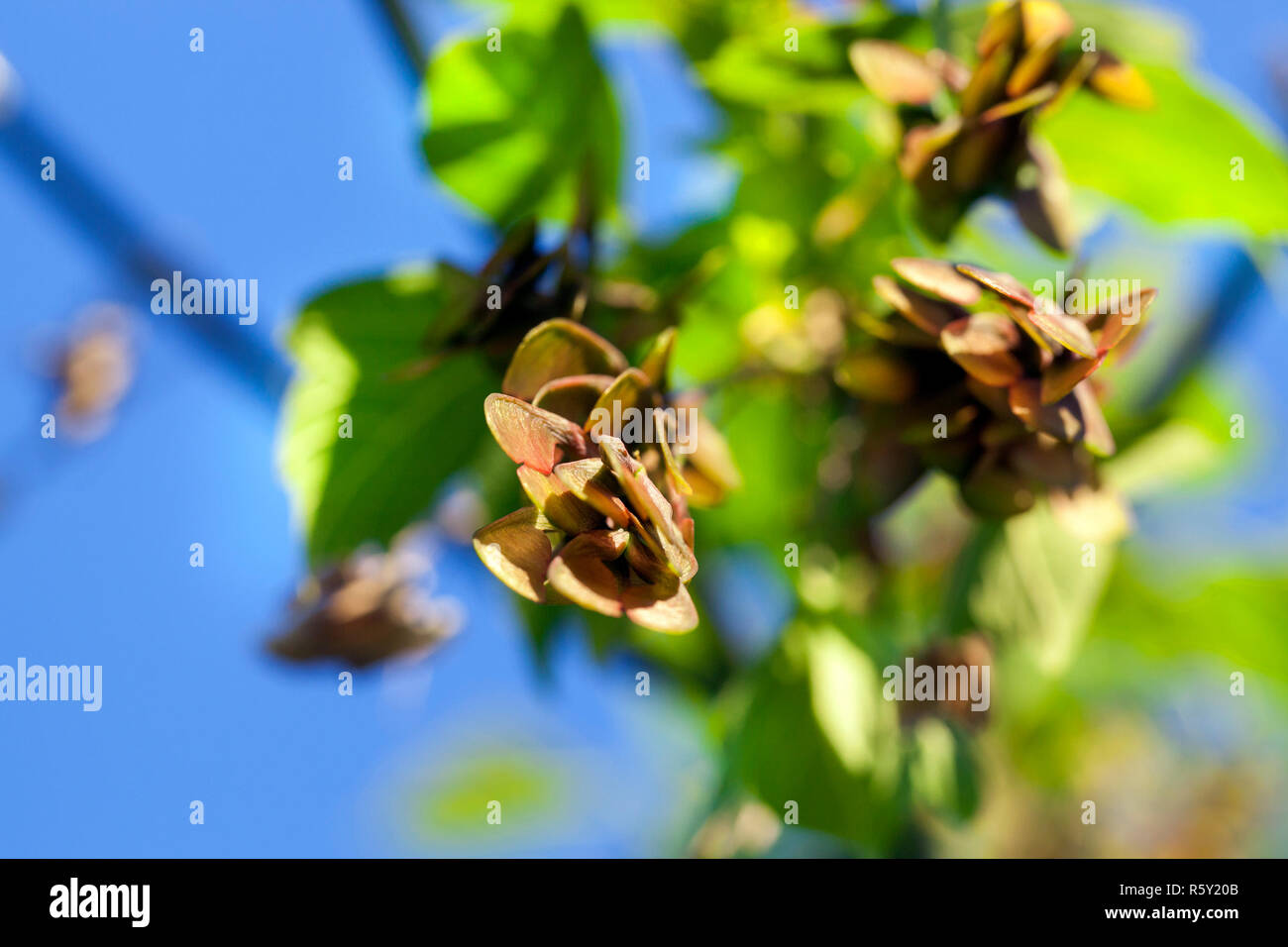 Les troncs des arbres nus couverts de neige en hiver Banque D'Images