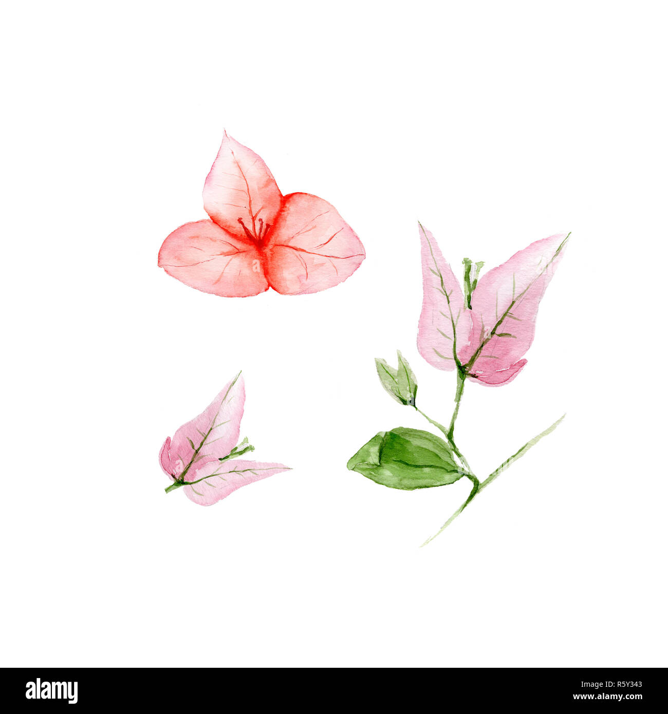 Illustration de l'aquarelle botanique fleurs de bougainvilliers sur fond blanc Banque D'Images