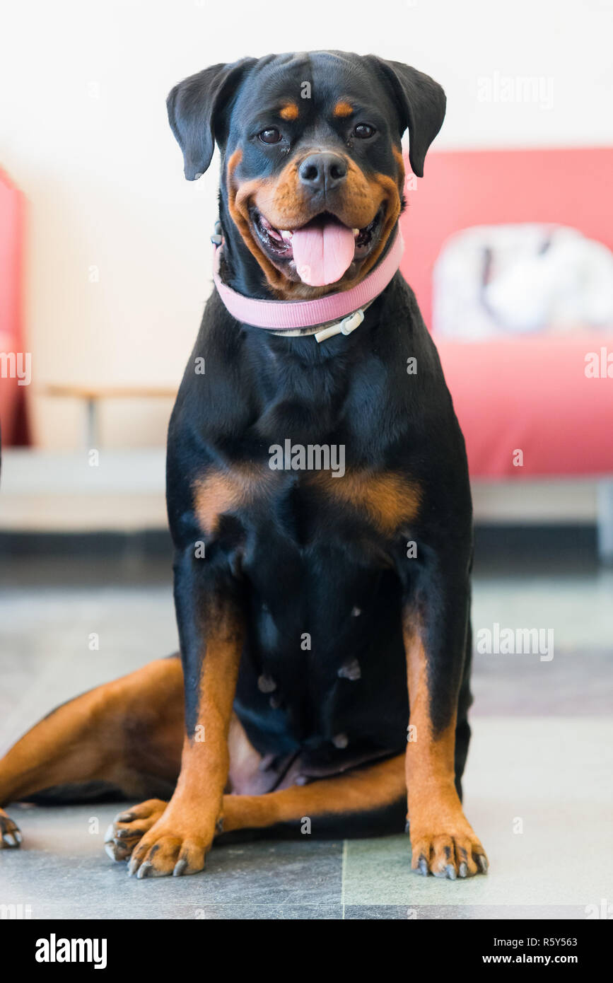 Rottweiler femelle Banque de photographies et d'images à haute résolution -  Alamy