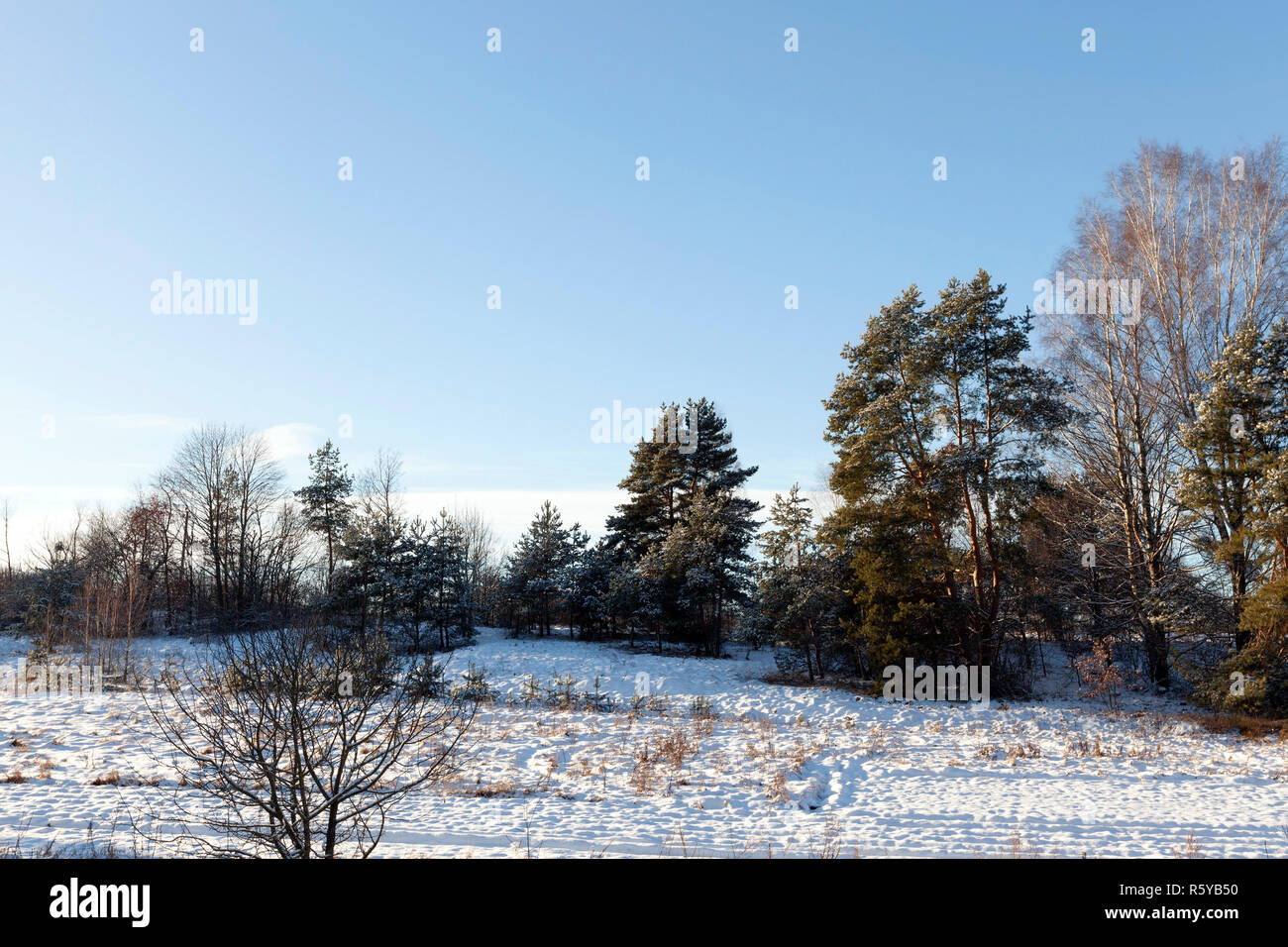 Le givre dans les arbres Banque D'Images