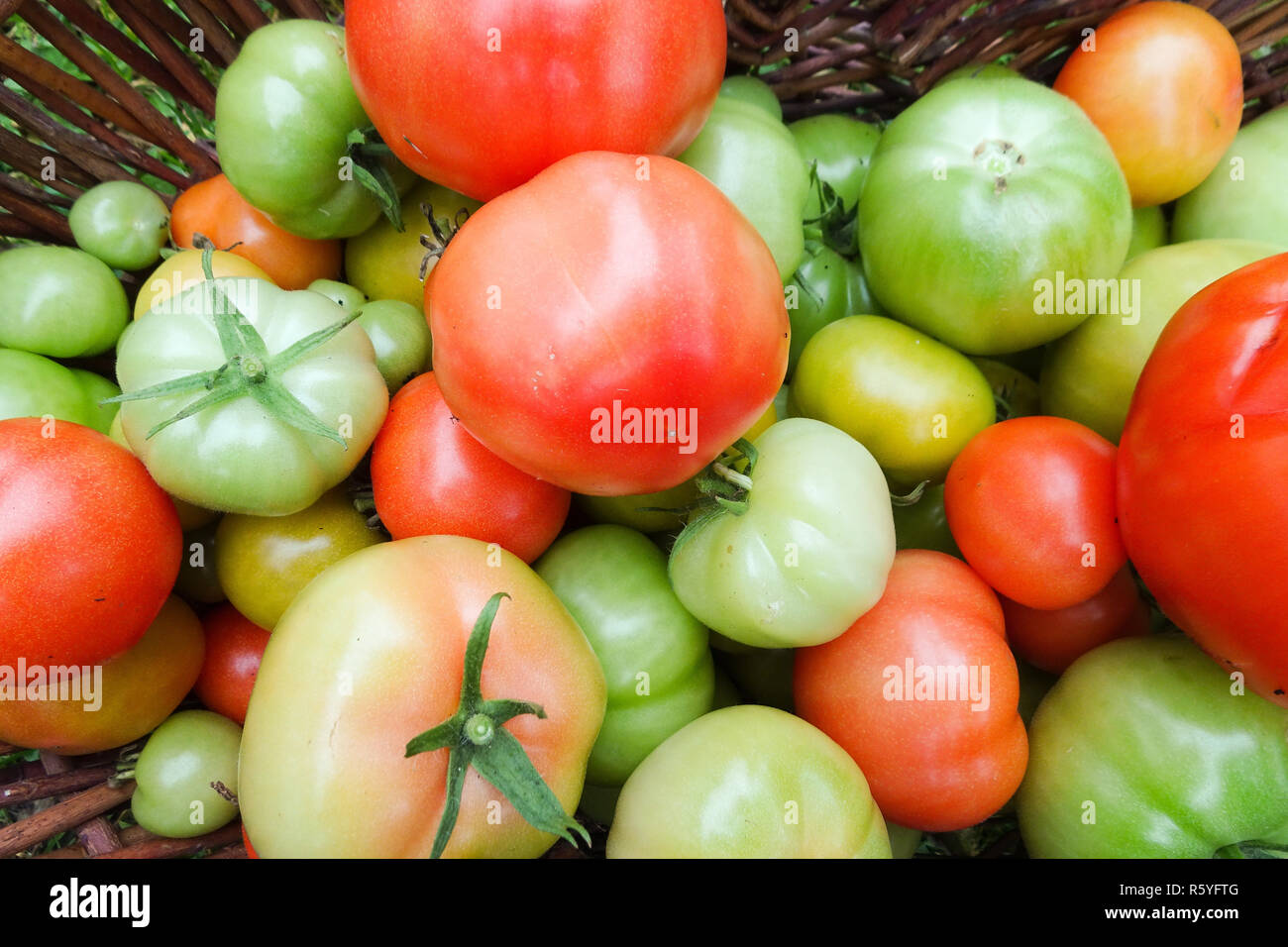 Les tomates vertes dans un panier bio du jardin Banque D'Images