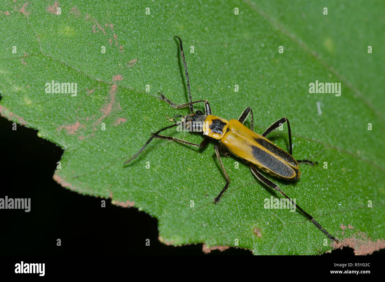 Houghton, Chauliognathus pensylvanicus Soldat Beetle Banque D'Images