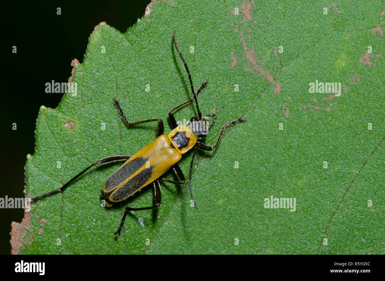 Houghton, Chauliognathus pensylvanicus Soldat Beetle Banque D'Images