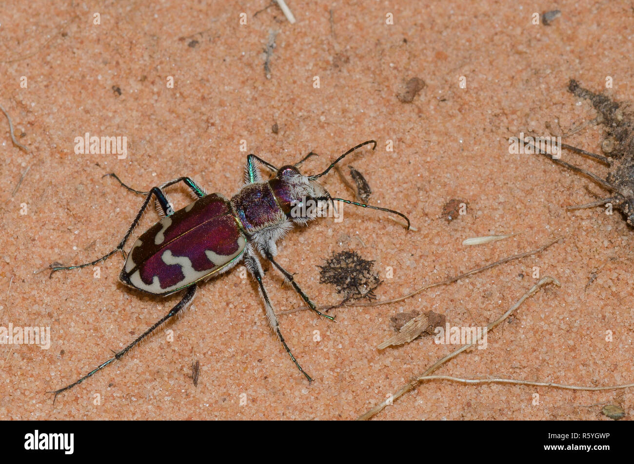 Big Sand Tiger Beetle, Cicindela formosa Banque D'Images