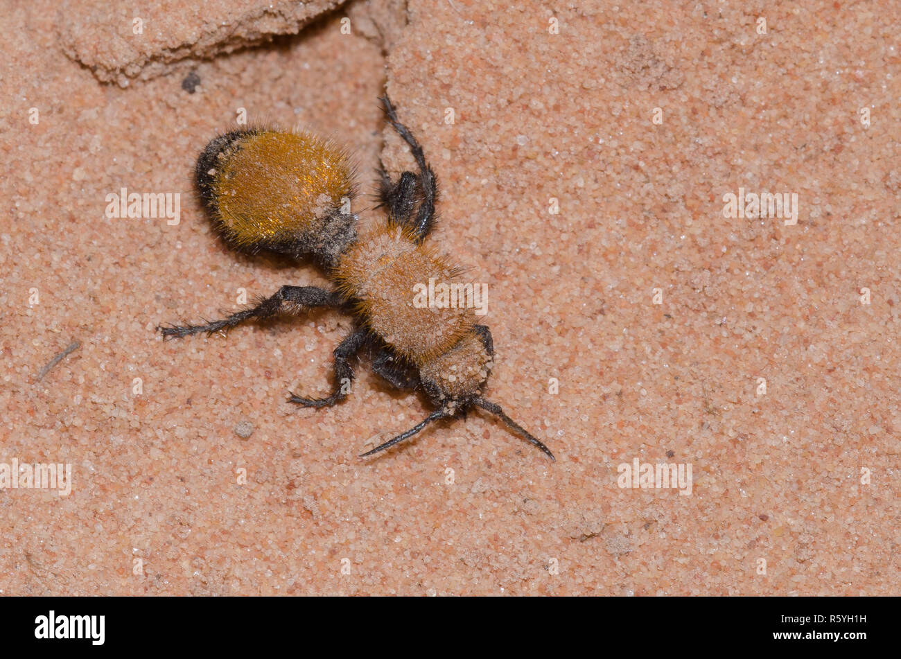 Ant de velours, Dasymutilla bioculata Banque D'Images