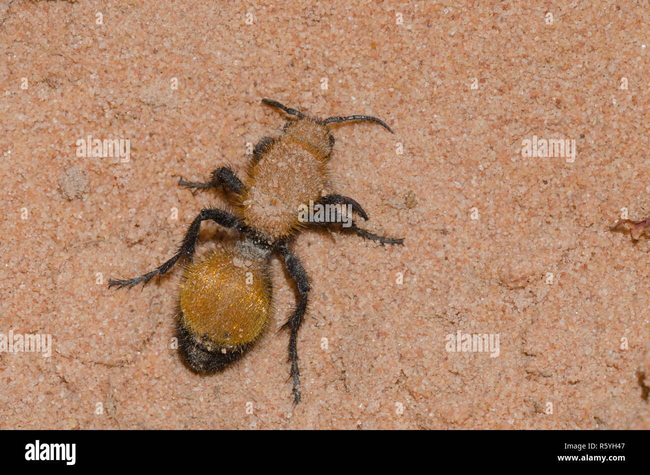 Ant de velours, Dasymutilla bioculata Banque D'Images