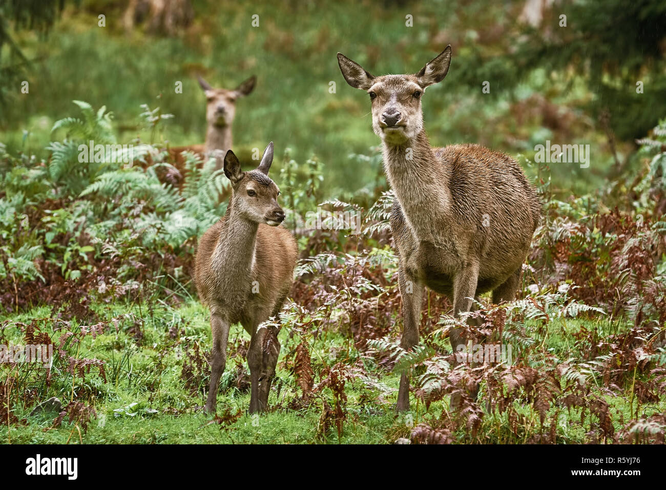 Cerfs dans la forêt Banque D'Images