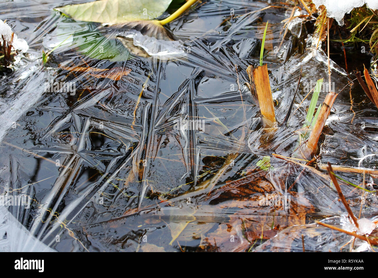 Un automne froid - feuilles congelés dans une flaque d'eau Banque D'Images