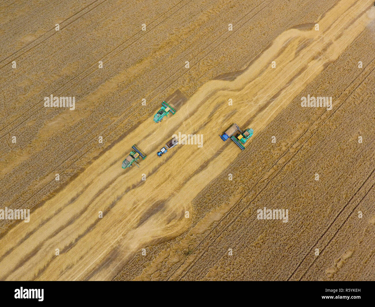 La récolte du blé l'ensileuse. Les machines agricoles du grain de la récolte Banque D'Images