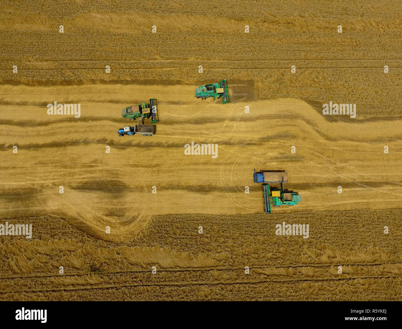 La récolte du blé l'ensileuse. Les machines agricoles du grain de la récolte Banque D'Images