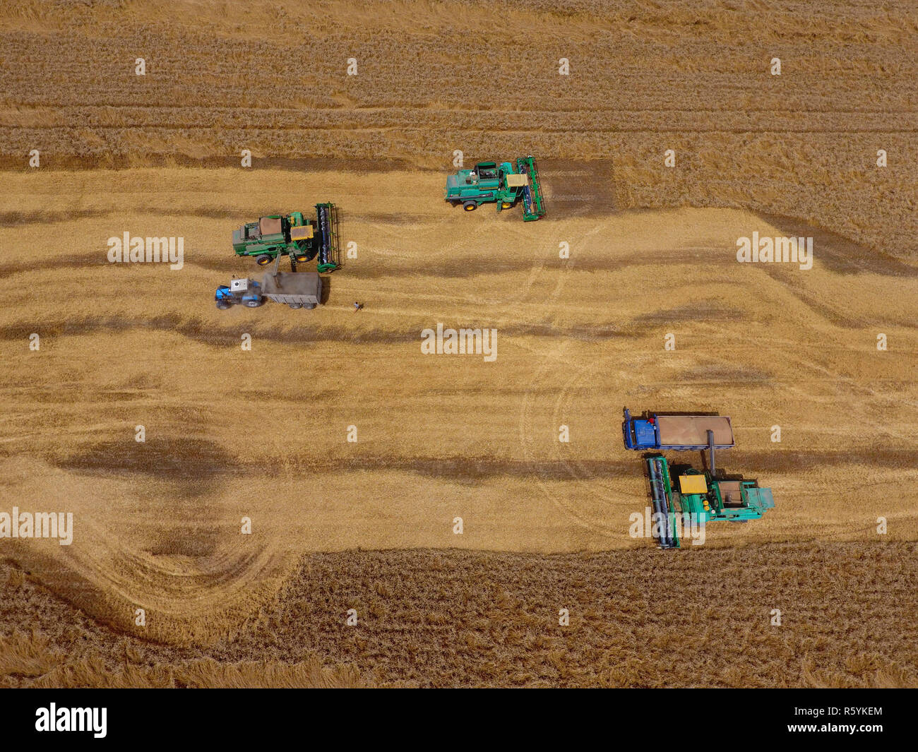La récolte du blé l'ensileuse. Les machines agricoles du grain de la récolte Banque D'Images
