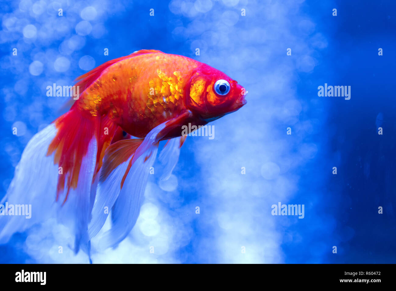 Poisson rouge dans un aquarium avec des bulles Banque D'Images