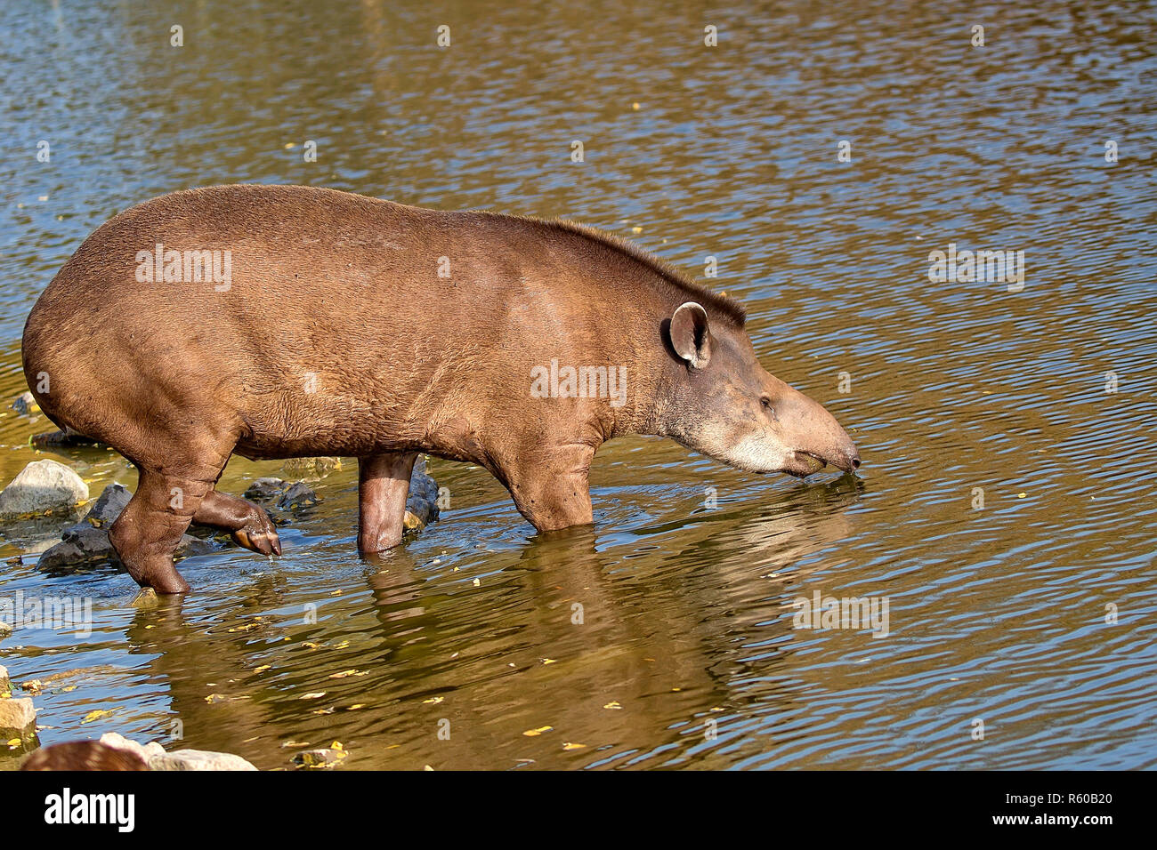 Tapir dans la rivière Banque D'Images