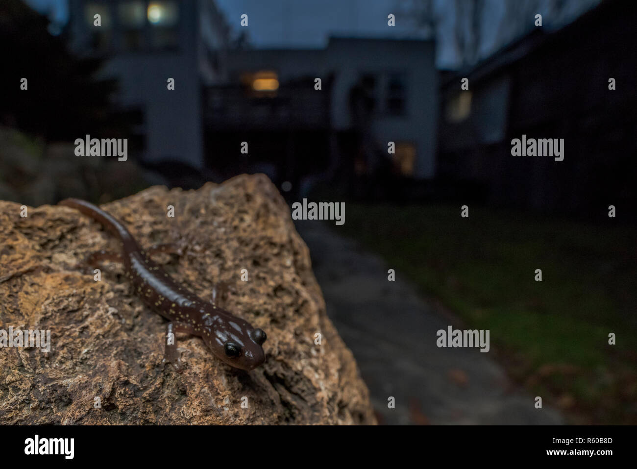 Une salamandre arboricole (Aneides lugubris) parvient à survivre à un écosystème fortement modifiées et peuvent être trouvés dans les jardins des banlieues de la région de la baie. Banque D'Images