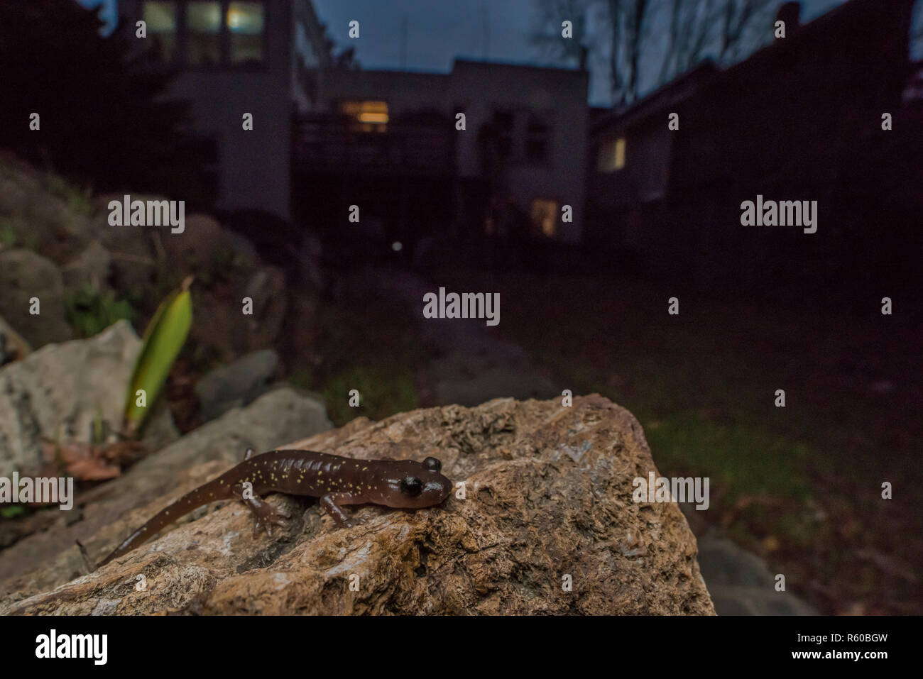 Une salamandre arboricole (Aneides lugubris) parvient à survivre à un écosystème fortement modifiées et peuvent être trouvés dans les jardins des banlieues de la région de la baie. Banque D'Images