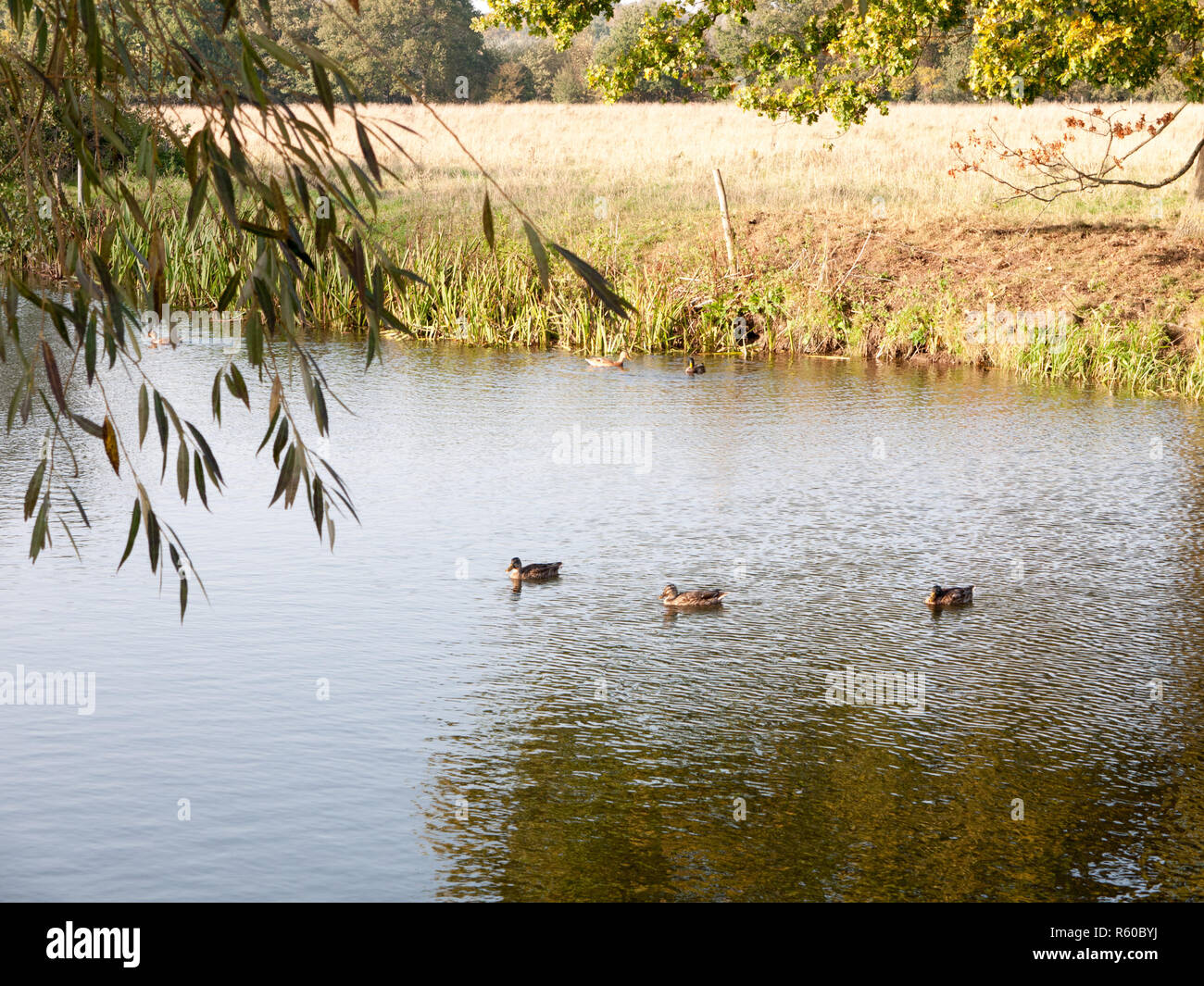 Beaux canards colverts posés sur la surface de l'eau du lac en été haut pays Banque D'Images