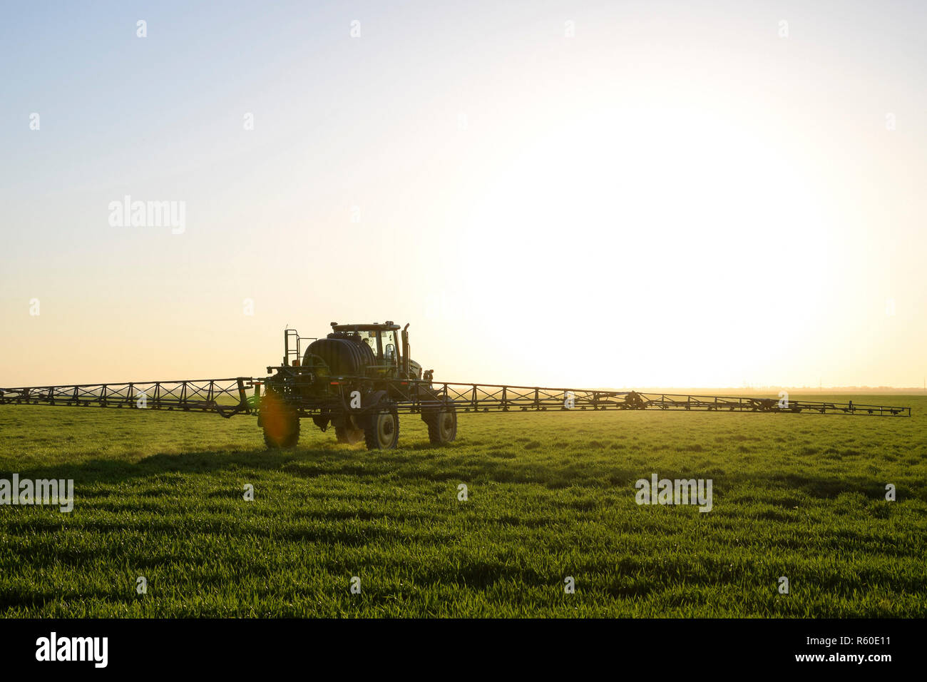 Le tracteur sur le fond coucher de soleil. Tracteur avec grandes roues est faire engrais sur les jeunes le blé. L'utilisation de produits chimiques pulvériser finement dispersées Banque D'Images
