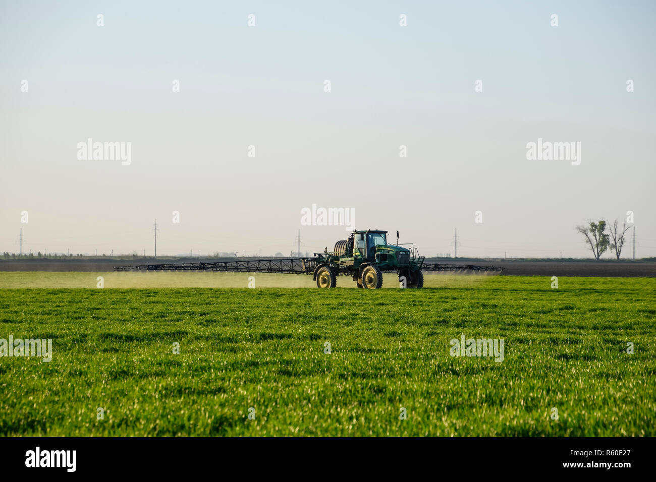 Le tracteur sur le fond coucher de soleil. Tracteur avec grandes roues est faire engrais sur les jeunes le blé. L'utilisation de produits chimiques pulvériser finement dispersées Banque D'Images