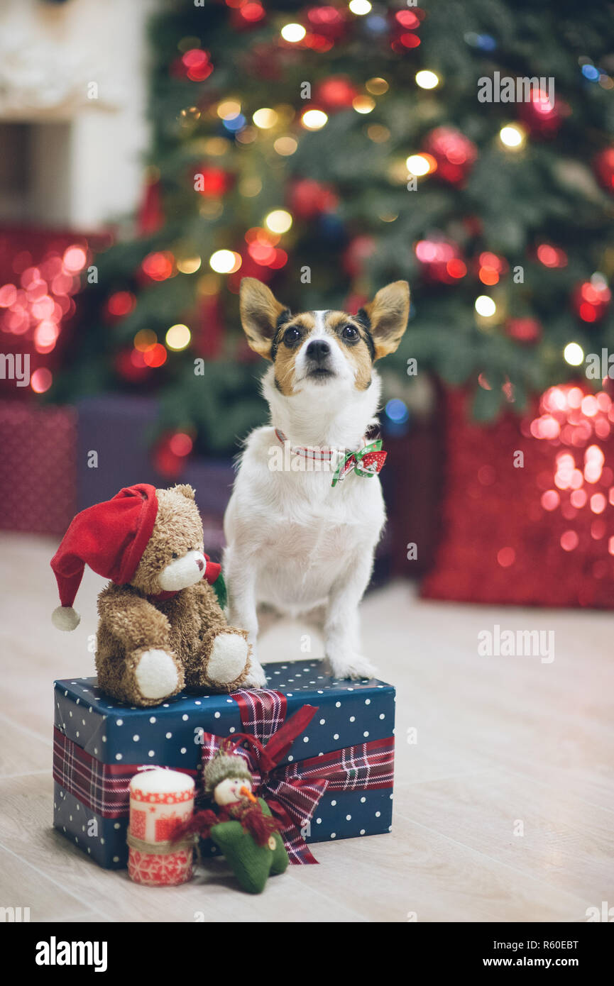 Funny Jack Russell Terrier dog animal en nœud papillon avec fort de cadeaux dans un décor de Noël Eve avec ours Banque D'Images