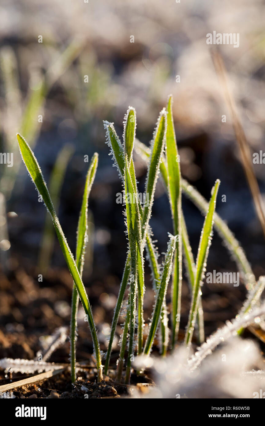 Arbre d’hiver Banque D'Images