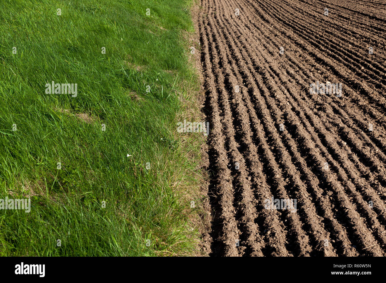 Arbre d’hiver Banque D'Images
