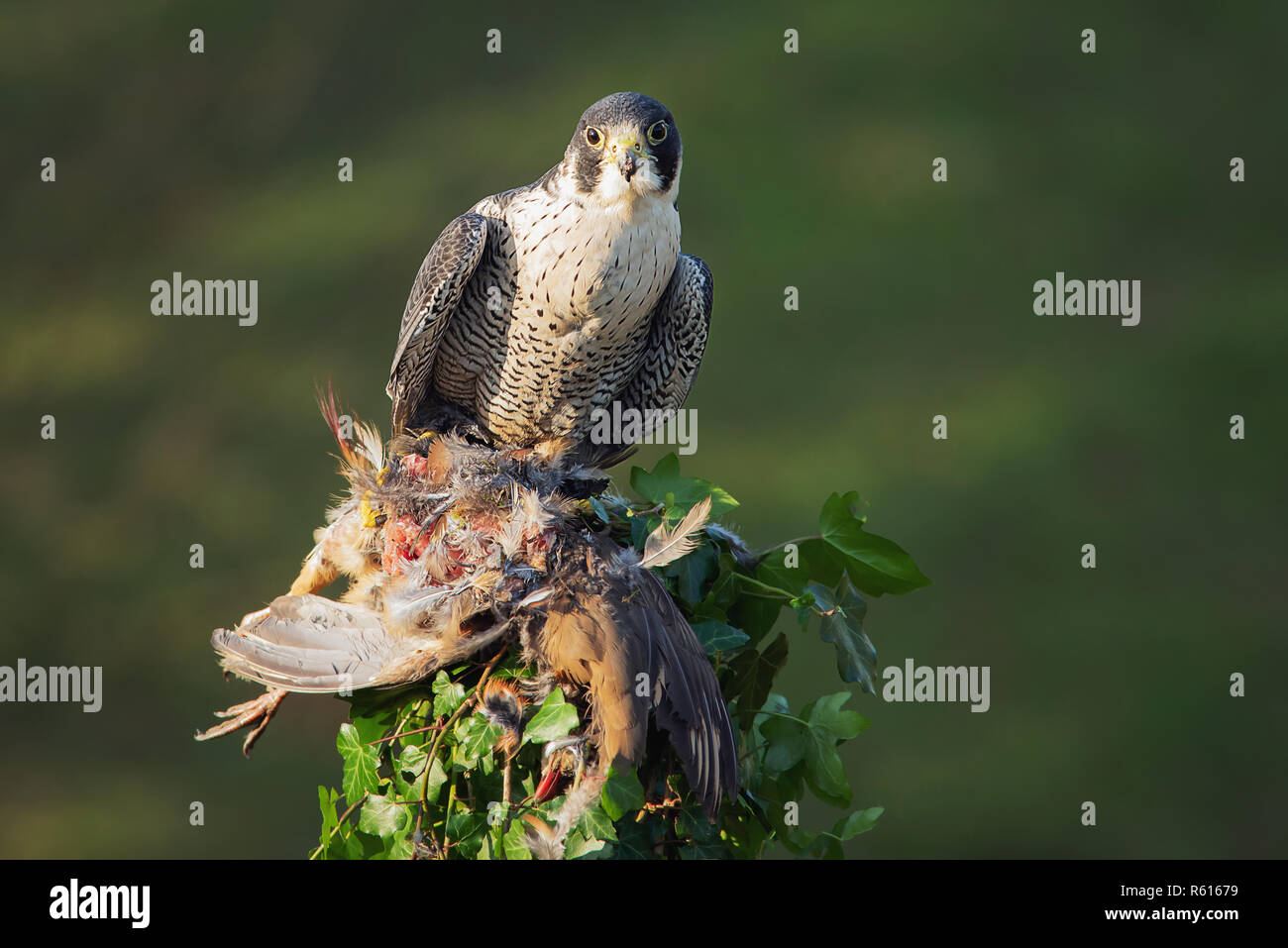 Un gros plan d'un faucon pèlerin perché au sommet d'un post avec une moitié mangé partridge à pattes rouges et l'avant Banque D'Images