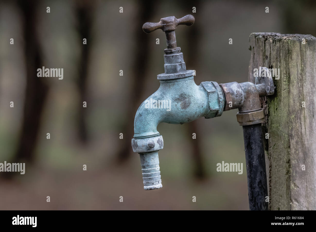 Un gros plan d'un vieux robinet avec un raccord de tuyau flexible est fixé sur un vieux post en bois dans un bois. Banque D'Images