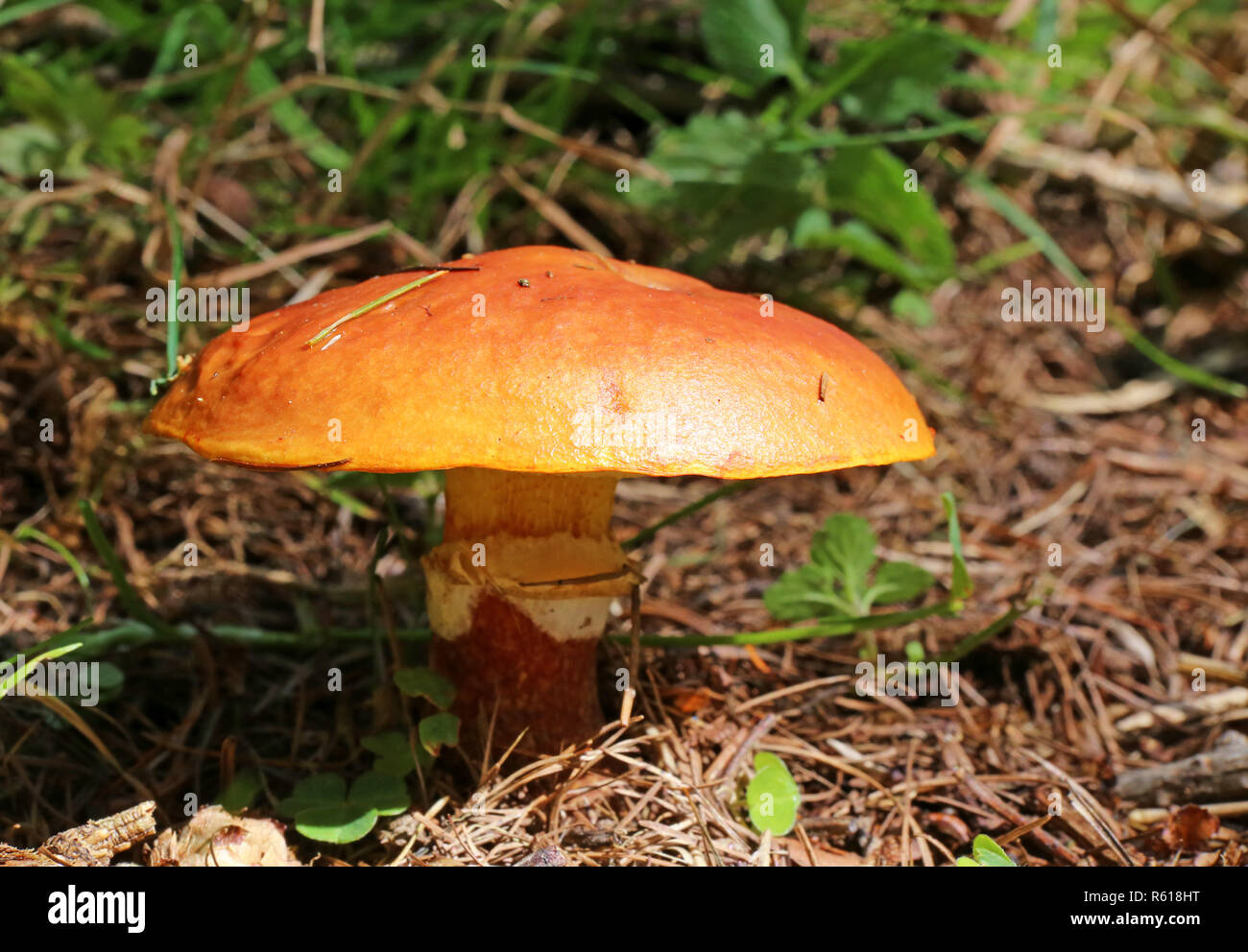 Gold-rÃ¶hrling ou jaune doré au mélèze-sycamore Suillus grevillei Banque D'Images