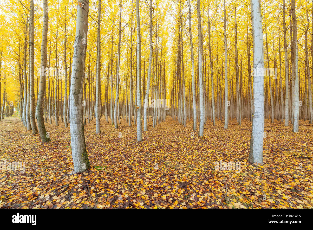 Poplar Tree Farm dans Boardman Oregon à l'automne Banque D'Images