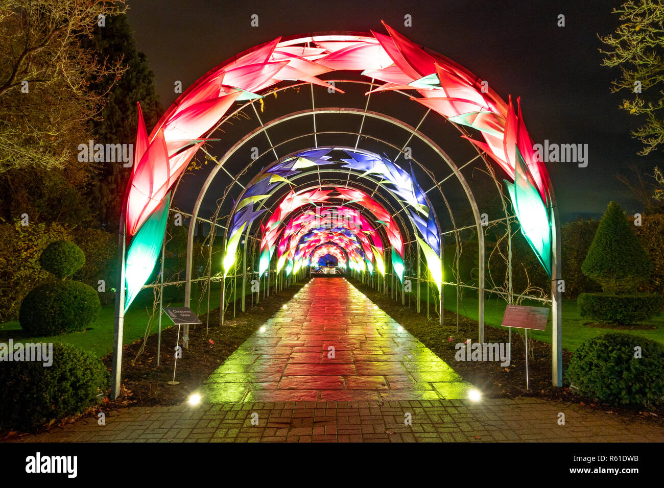 RHS Wisley Illuminations de Noël à Woking - Samedi 1er décembre 2018 Banque D'Images