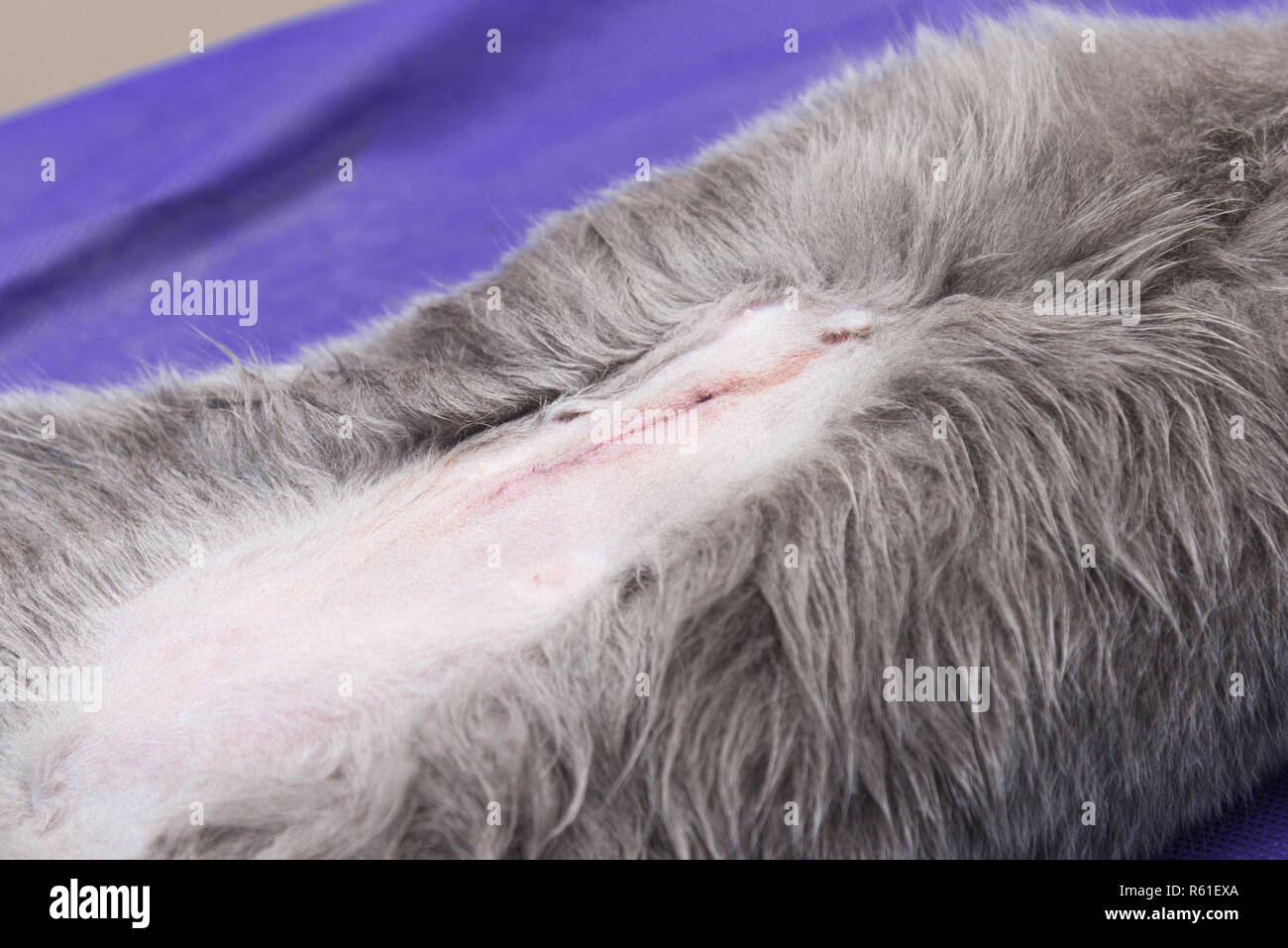 La stérilisation d'un chat dans une clinique vétérinaire, un chat sur une  table d'opération Photo Stock - Alamy