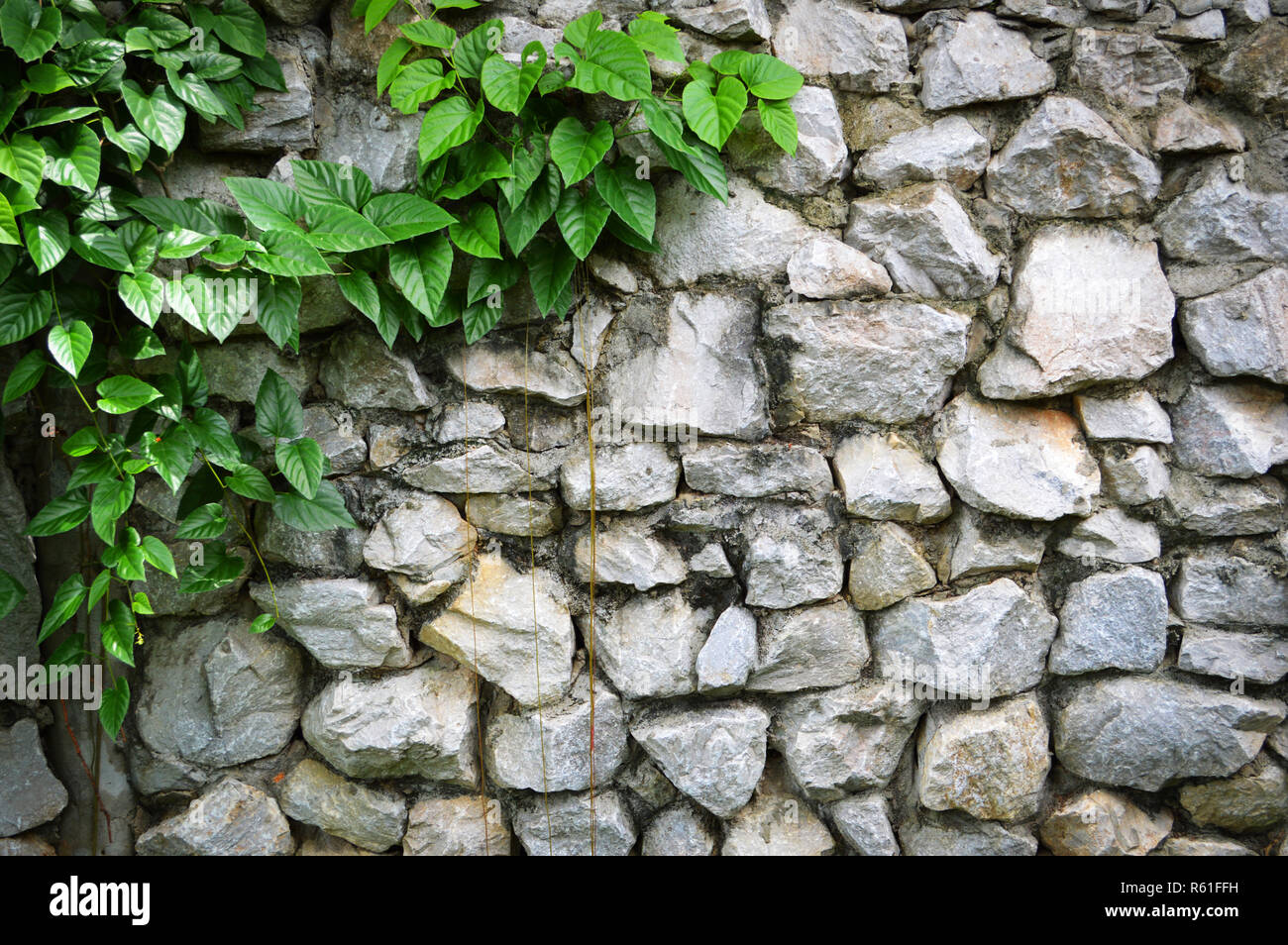 Plante sur mur / mur de pierre modèle avec feuilles cep contexte / le mur de pierre seamless texture Banque D'Images