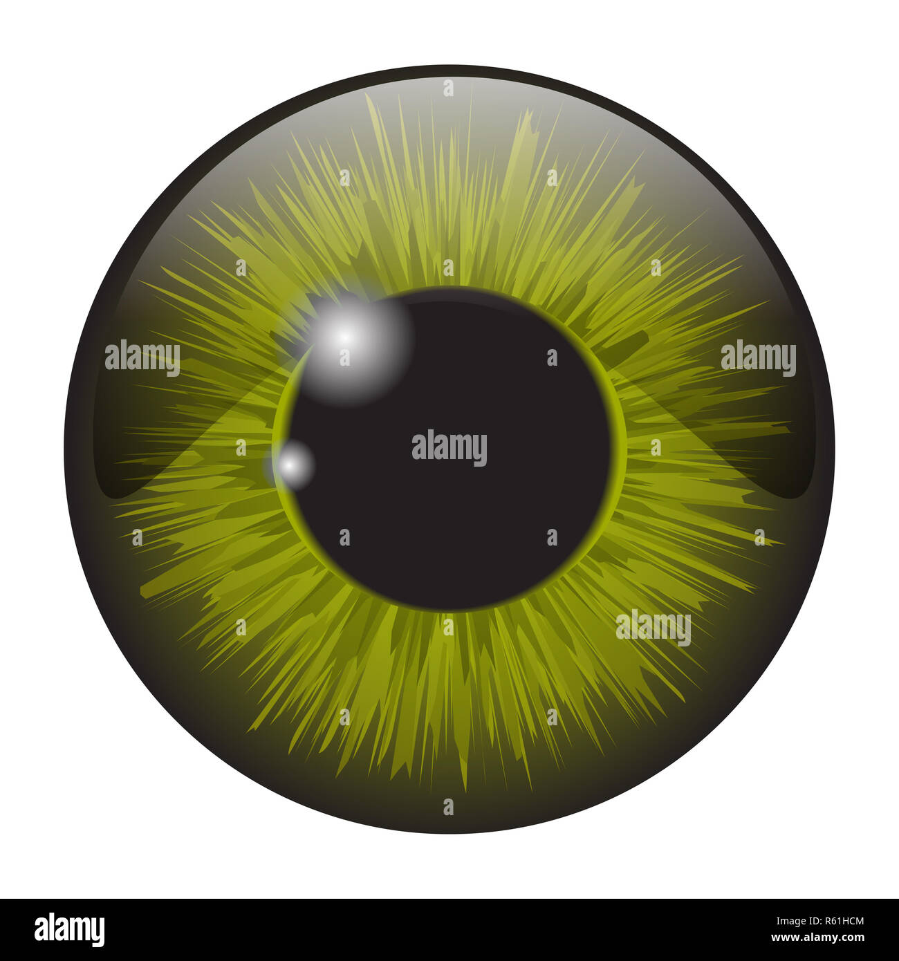 Iris vert eye vecteur réaliste scénographie isolé sur fond blanc Banque D'Images