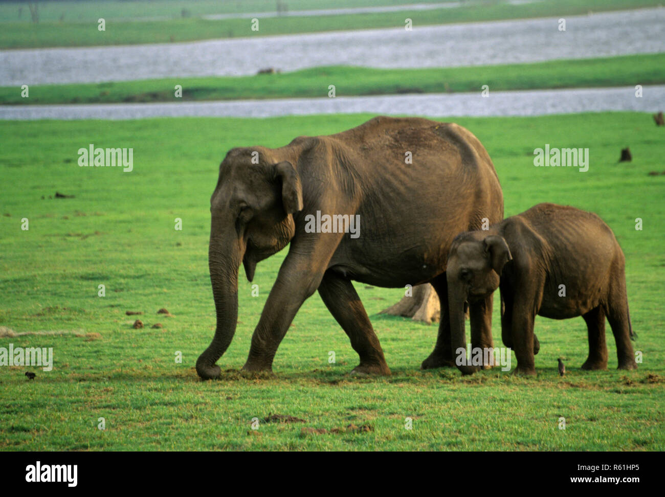 Les éléphants femelles et les jeunes un Cub calf (Elephas maximus), Guatemala City national park, Karnataka, Inde Banque D'Images