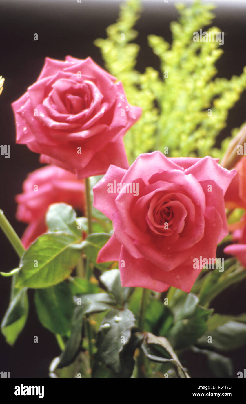 Arrangement des tas de fleurs, roses rouges Banque D'Images