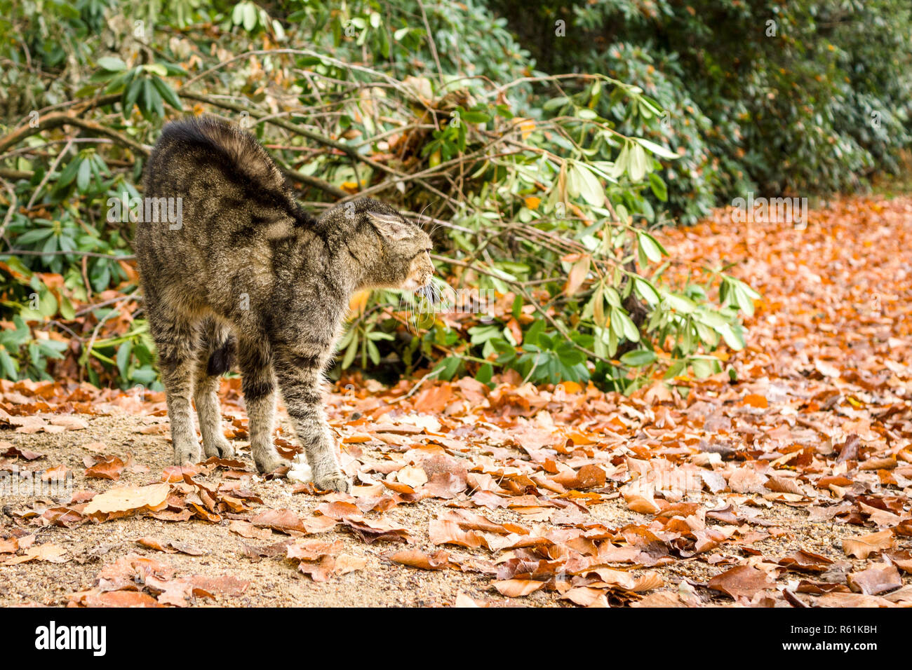 Un chat sans-abri sur les feuilles tombées dans une position plus dynamique. Banque D'Images