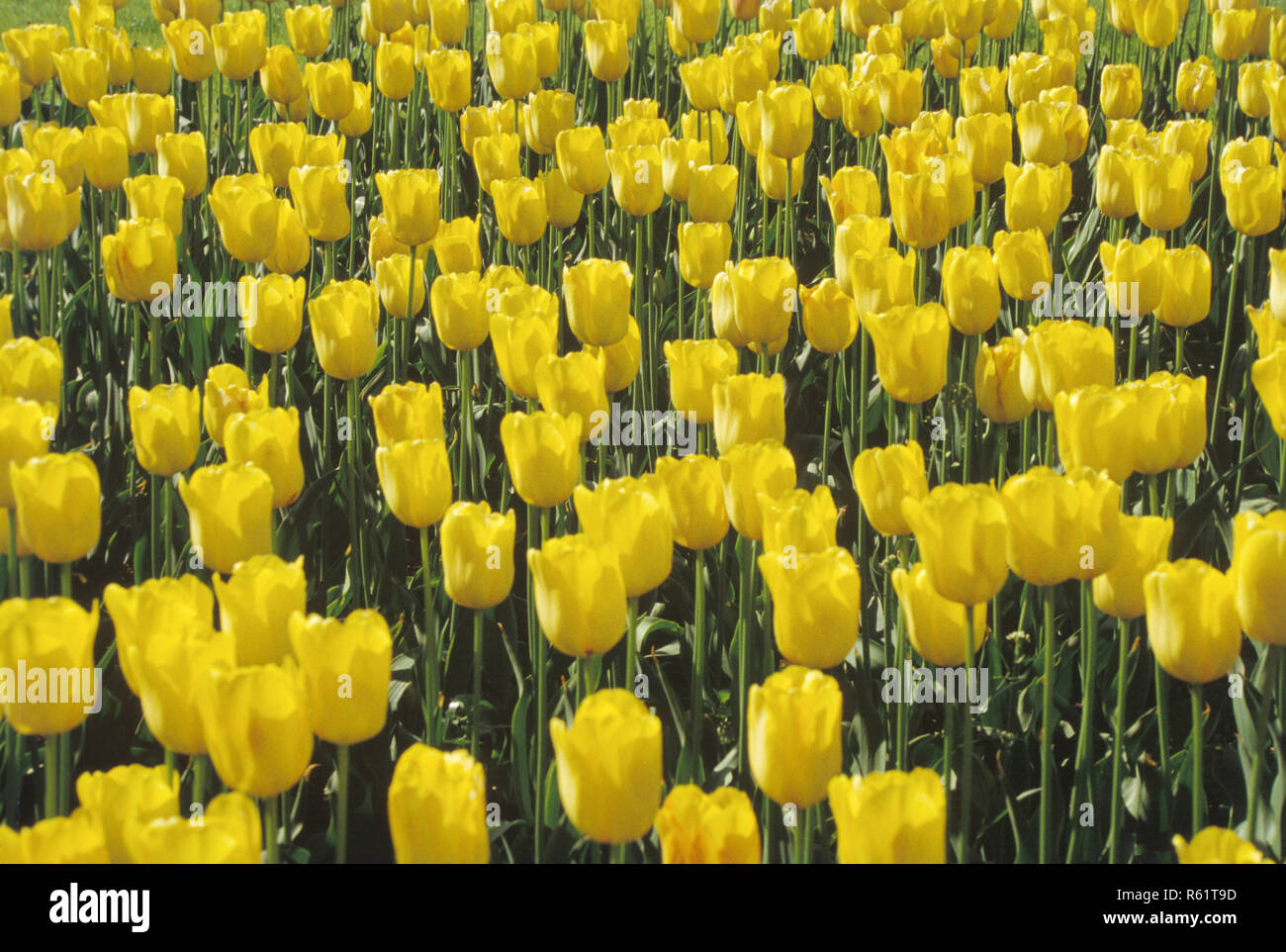 Fleur de tulipe Banque D'Images